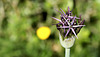 Ail