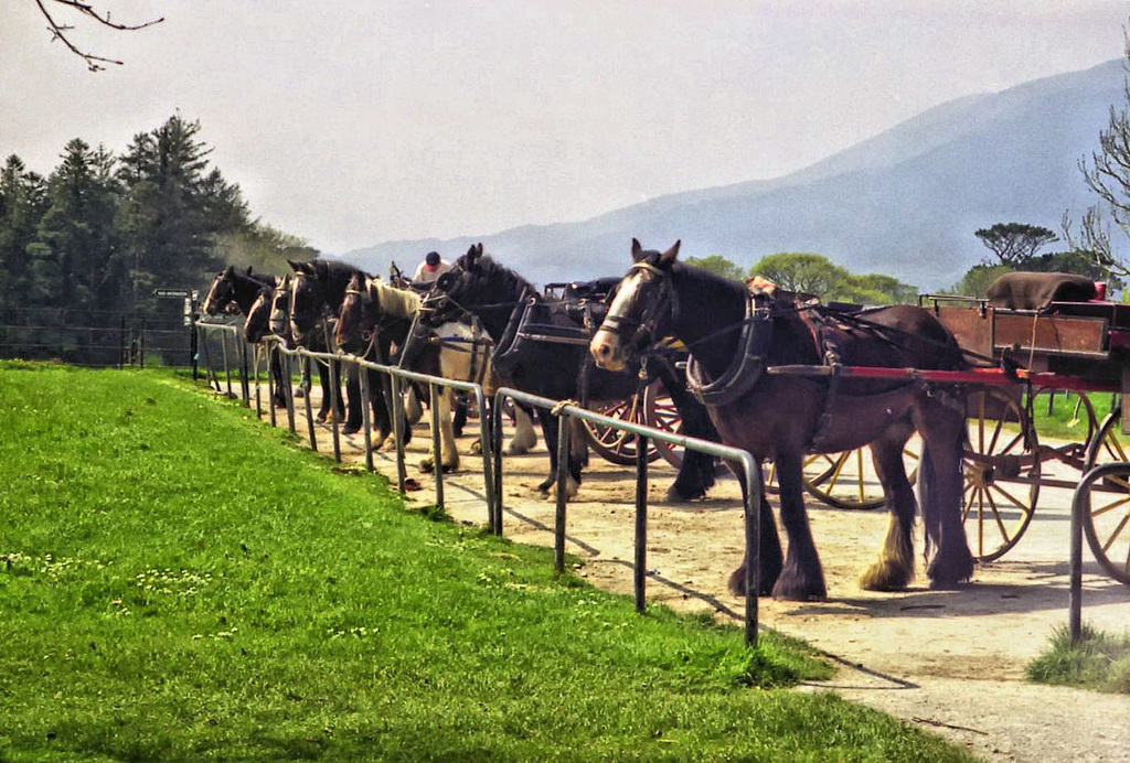 Image45a waiting for the tour to Muckross House, Killarney, Ireland