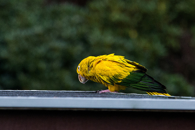 20140926 5434VRAw [D~SFA] Vogelpark, Walsrode