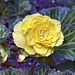 Yellow Rose – Botanical Garden, Montréal, Québec