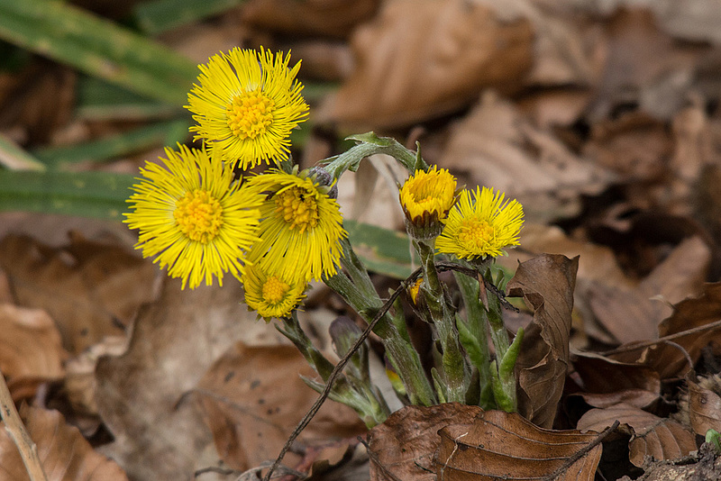 20150317 7472VRTw [D~SHG] Frühlingsboten, Wesergebirge, Rinteln