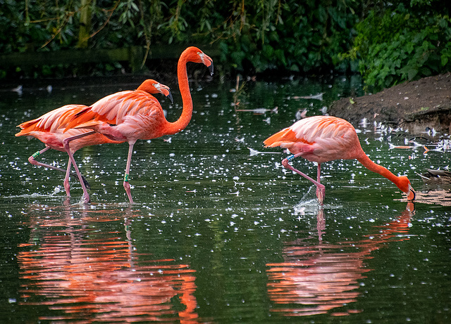 Flamingos