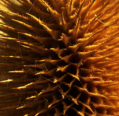 Teasel