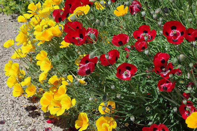 California Poppies and Ladybird Poppies