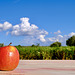 Spanischer Apfel