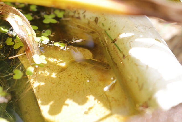 Newt tadpole