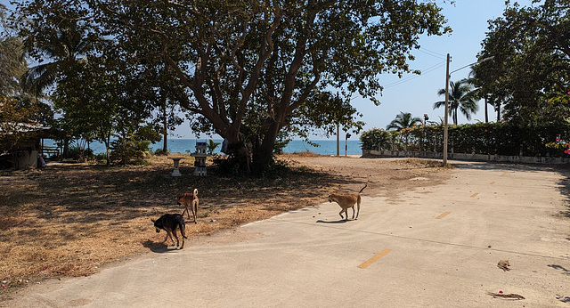 Zone canine (1)