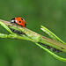 Ladybird with Aphids