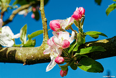 Apfelblüten