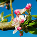 Apfelblüten