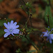 KR609421 M©IngoKrehl PiP