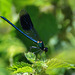 Banded Demoiselle (Calopteryx splendens)