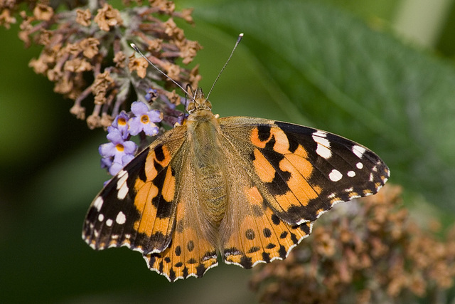 Painted Lady feeding