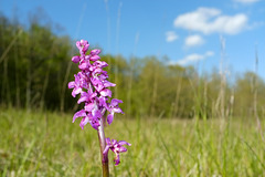 Orchis mâle - Orchis mascula