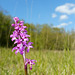 Orchis mâle - Orchis mascula