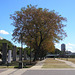 Autumn In Brisbane