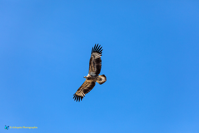 Whistling Kite