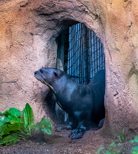 Giant otter