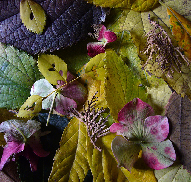 Autumn in the garden