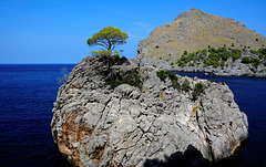 The Wonders of Mallorca:   Island lone tree