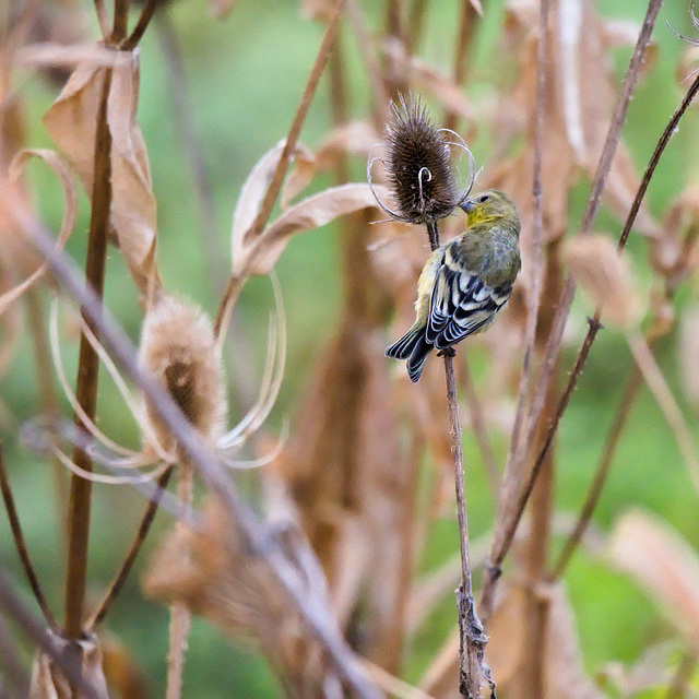 Goldfinch on Teasel