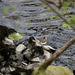 Common Sandpiper