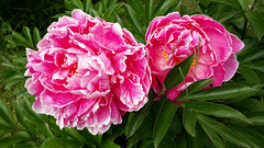 Pfingstrose (Paeonia)