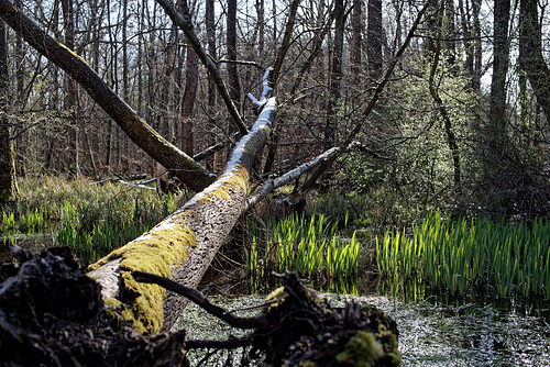 22.04.03 Messeler Wald 1