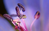 Das schöne Innenleben des Wiesen Storchschnabels (Geranium pratense) :))  The beautiful inner life of the Meadow Cranesbill (Geranium pratense) :))  La belle vie intérieure du Géranium sanguin des prés (Geranium pratense) :))