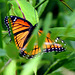 Viceroy (Limenitis archippus)