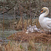 Familie Schwan 2