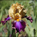 Iris Joyau Du Barry (2)