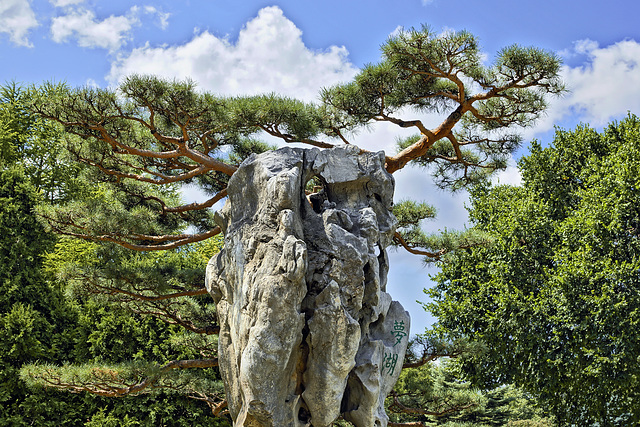 Scotch Pine on the Rocks – Botanical Garden, Montréal, Québec