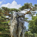 Scotch Pine on the Rocks – Botanical Garden, Montréal, Québec