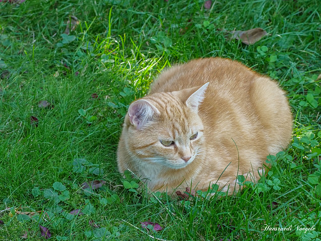 Unsere Katze Tina