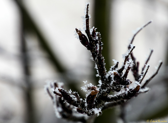 Baum vorm Fenster: Cool bleiben!