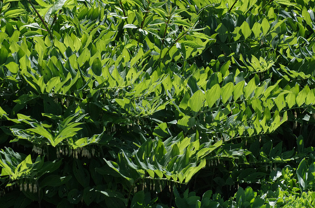 Solomon's Seal