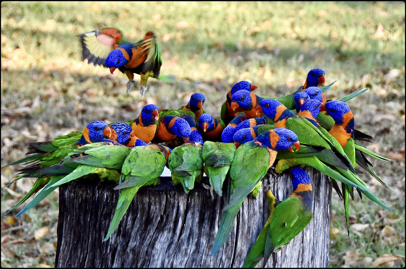 Wild rainbow lorikeets