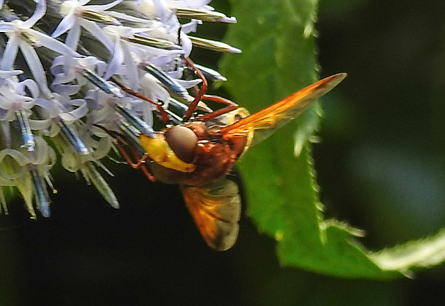 20210802 2335CPw [D~LIP] Hornissen-Schwebfliege (Volucella zonaria), Kugeldistel (Echinops babaticus), Bad Salzuflen