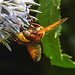 20210802 2335CPw [D~LIP] Hornissen-Schwebfliege (Volucella zonaria), Kugeldistel (Echinops babaticus), Bad Salzuflen