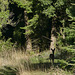 20241010 Mont Baudille (39) rec