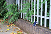IMG 3800-001-Lost Blue Shoe