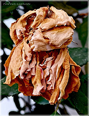 a strange look a strange look