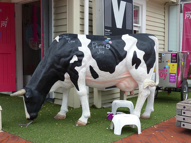 Joy the Cow - 20 February 2015