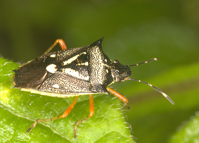 IMG 7233Shieldbug