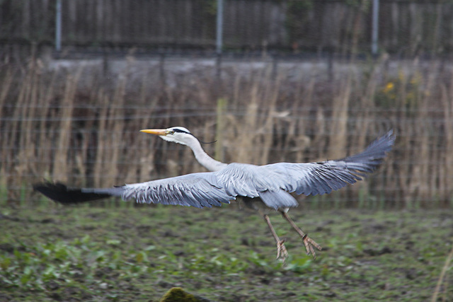 Heron in flight