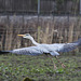 Heron in flight