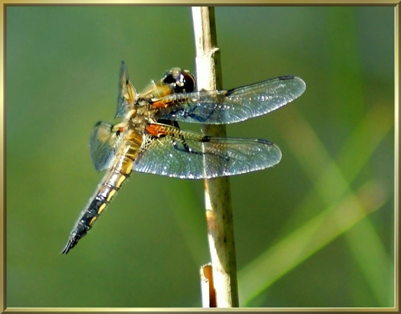 Vierfleck Libelle. ©UdoSm