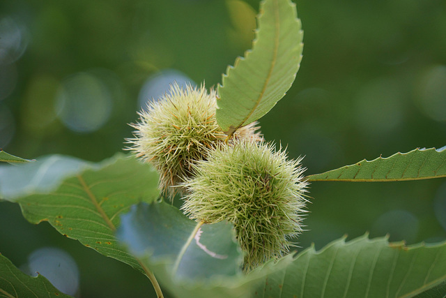 Edelkastanie (Castanea sativa)