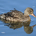 Female Gadwall